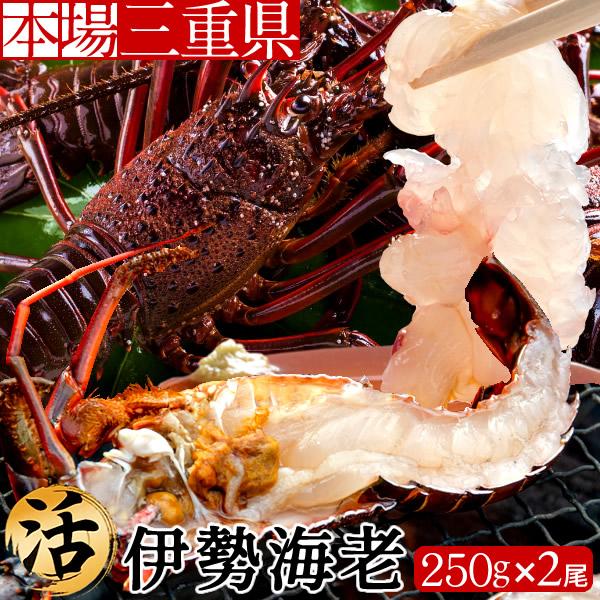伊勢エビ 伊勢海老 活 刺身 約250g 2尾 三重県産 志摩産 活け 活魚 生タイプ 本場賢島直送 通販 人気 ギフト お年賀 ギフト 伊勢エビ 出荷元 三重県賢島 Thaigreenagro Com