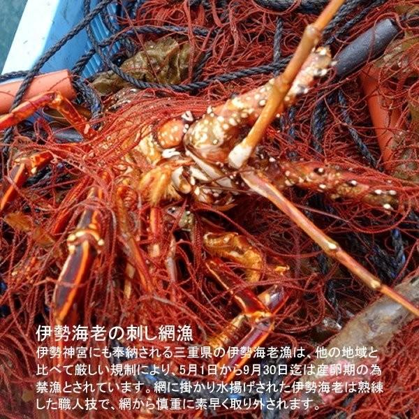伊勢エビ 伊勢海老 活 刺身 約250g 5尾 三重県産 志摩産 活け 活魚 生タイプ 本場賢島直送 通販 人気 ギフト 36 Iseebi2505 食紀行 Japanfood 通販 Yahoo ショッピング