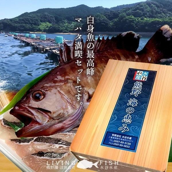 マハタ 鍋セット 三重県尾鷲産 活魚養殖場 幻の高級魚 白身魚の最高峰 まるごと1尾 通販 人気 プレゼント 食べ物 ギフト 父の日 ギフト 37 Mahata N 食紀行 Japanfood 通販 Yahoo ショッピング