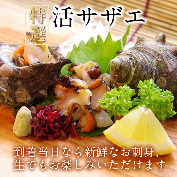 サザエ 天然活さざえ 1kg 10個前後 鳥取県 海の幸 日本海 お刺身 壺焼き qバーベキュー 送料無料 39 Sazae 1kg 食紀行 Japanfood 通販 Yahoo ショッピング