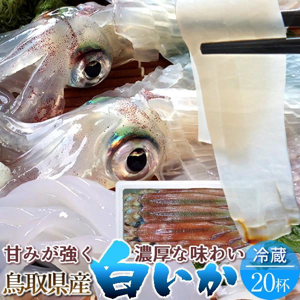 無料サンプルok するめいか ５杯入 日本海産直送するめイカ 船上急速冷凍イカで鮮度抜群 生のお刺身 いか塩辛用にも 新鮮冷凍スルメイカ 通販 O Valencia Com