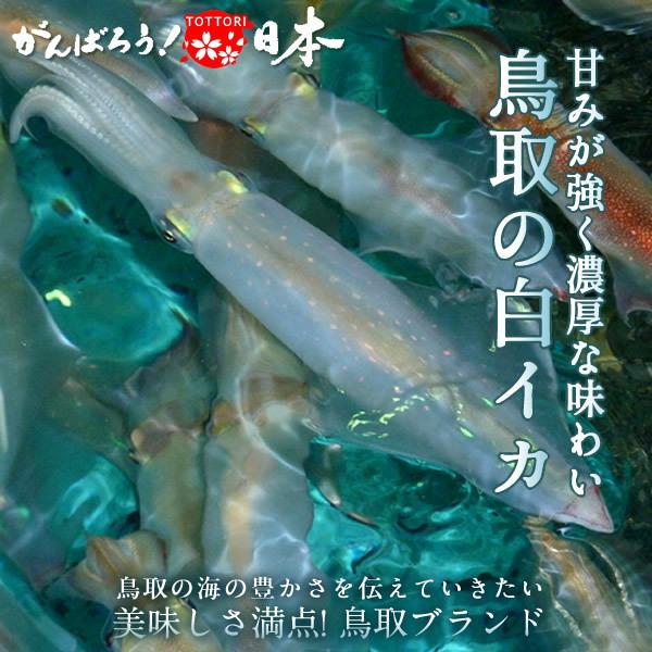 いか 白イカ 生 鳥取県産 烏賊 剣先イカ ケンサキイカ イカの女王 杯 約5 3kg 刺し身 生食用 朝どれ 山陰沖産 産地直送 御歳暮ギフト 送料無料 39 Shiroika 食紀行 Japanfood 通販 Yahoo ショッピング