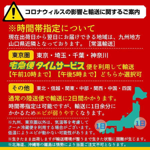 えび 車海老 お刺身 活き 特大 2l 10尾 予約販売 活車えび 熊本県上天草 匠の車エビ くるまえび 高級 お年賀 宅飲み クリスマス 年末年始 御歳暮 送料無料 46 Ebi 2l10 食紀行 Japanfood 通販 Yahoo ショッピング