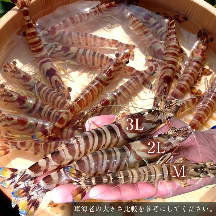 えび 車海老 お刺身 活き 特大 2l 10尾 予約販売 活車えび 熊本県上天草 匠の車エビ くるまえび 高級 お年賀 宅飲み クリスマス 年末年始 御歳暮 送料無料 46 Ebi 2l10 食紀行 Japanfood 通販 Yahoo ショッピング