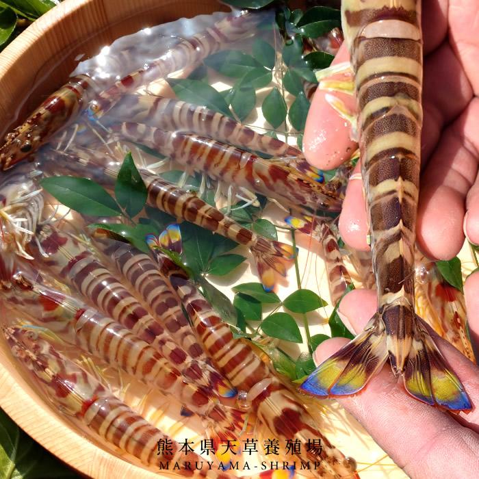 えび 車海老 お刺身 活き 特大 2l 10尾 予約販売 活車えび 熊本県上天草 匠の車エビ くるまえび 高級 お年賀 宅飲み クリスマス 年末年始 御歳暮 送料無料 46 Ebi 2l10 食紀行 Japanfood 通販 Yahoo ショッピング