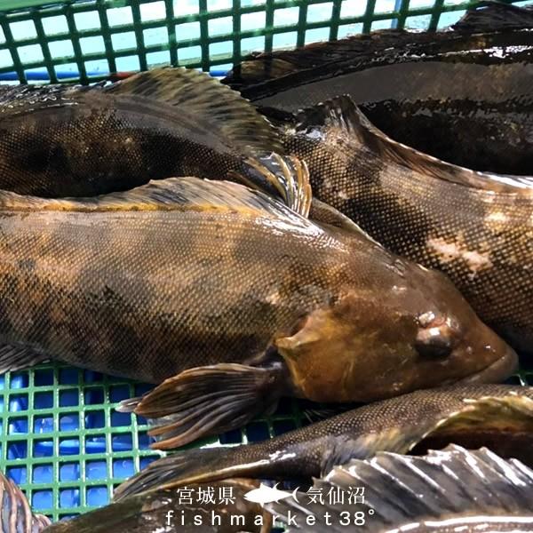 活魚 気仙沼 鮮魚 アイナメ 1kg前後 1尾 三陸宮城県産 唐桑半島 漁師直送 旬 季節のお魚 高級魚 活〆冷蔵 生魚 刺身 料理屋 料亭 料理食材 15 Ainame M1 食コレ Japan Food 通販 Yahoo ショッピング