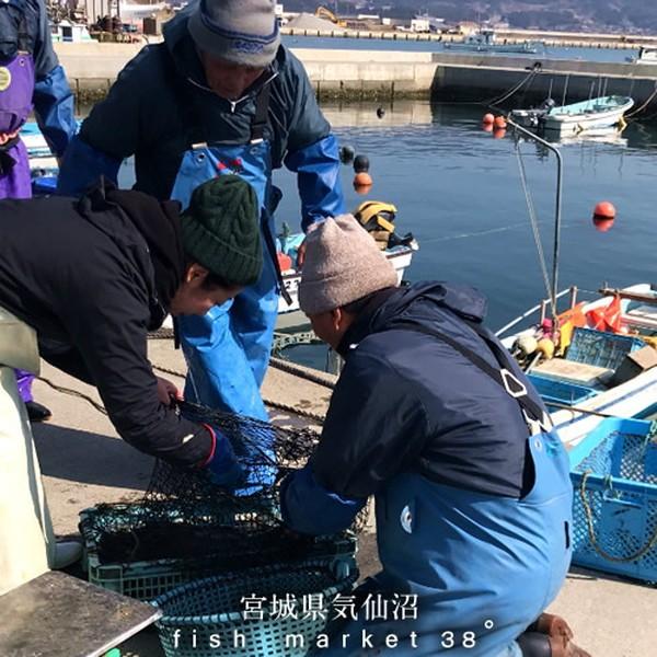 活魚 気仙沼 鮮魚 アイナメ 1kg前後 1尾 三陸宮城県産 唐桑半島 漁師直送 旬 季節のお魚 高級魚 活〆冷蔵 生魚 刺身 料理屋 料亭 料理食材 15 Ainame M1 食コレ Japan Food 通販 Yahoo ショッピング