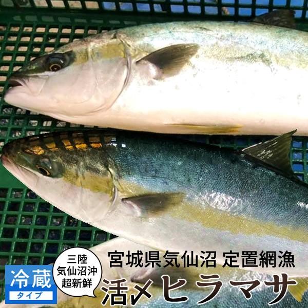 特価 活魚 気仙沼 鮮魚 ヒラマサ 2 5kg前後 2尾 三陸宮城県産 天然 旬 季節のお魚 高級魚 活締め 活〆冷蔵 生魚 刺身 料理屋 料亭 料理食材 高評価