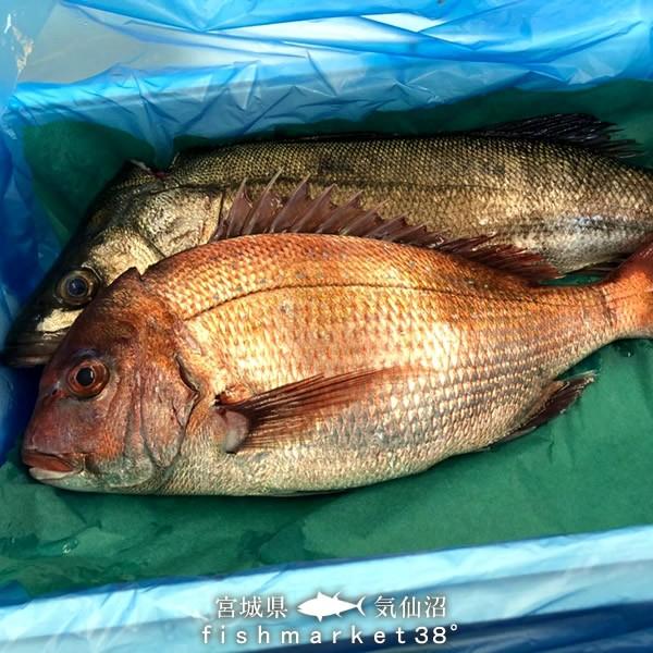 活魚 気仙沼 鮮魚 真鯛 2kg前後 1尾 三陸宮城県産 天然 マダイ タイ 旬 季節のお魚 高級魚 活締め 活〆冷蔵 生魚 刺身 料理屋 料亭 料理食材 15 Madai 1 食コレ Japan Food 通販 Yahoo ショッピング