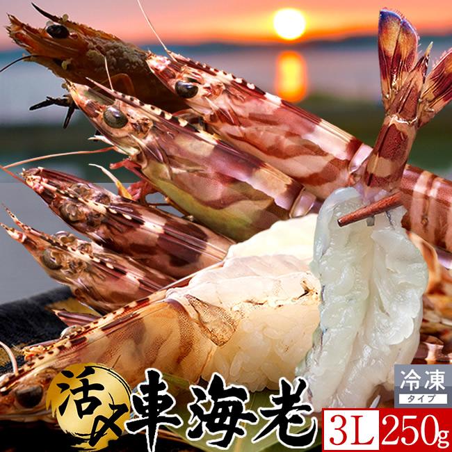 車海老 特大 3L［新えび］活き〆冷凍 250g [4-5尾] 車えび 刺身用