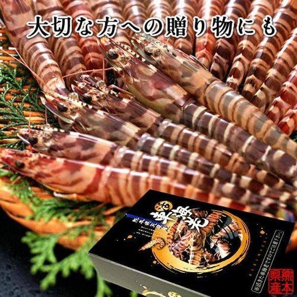 【新えびスタート】車海老 生きたまま クルマエビ 特大 2L 2.5kg(60-70尾) 活車海老 活き 刺身 車えび 熊本県天草［お歳暮 2023 ギフト 御歳暮］ 特大 2L 活車海老