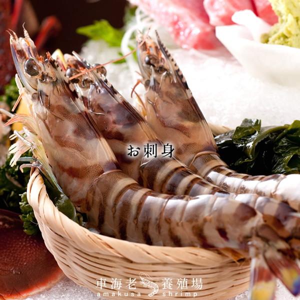 【新えびスタート】車海老 生きたまま クルマエビ 特大 2L 2.5kg(60-70尾) 活車海老 活き 刺身 車えび 熊本県天草［お歳暮 2023 ギフト 御歳暮］ 特大 2L 活車海老