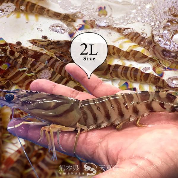 【新えびスタート】車海老 生きたまま クルマエビ 特大 2L 2.5kg(60-70尾) 活車海老 活き 刺身 車えび 熊本県天草［お歳暮 2023 ギフト 御歳暮］ 特大 2L 活車海老