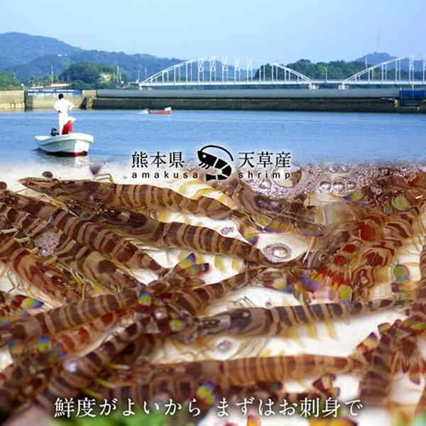 【新えびスタート】車海老 生きたまま クルマエビ 特大 2L 2.5kg(60-70尾) 活車海老 活き 刺身 車えび 熊本県天草［お歳暮 2023 ギフト 御歳暮］ 特大 2L 活車海老