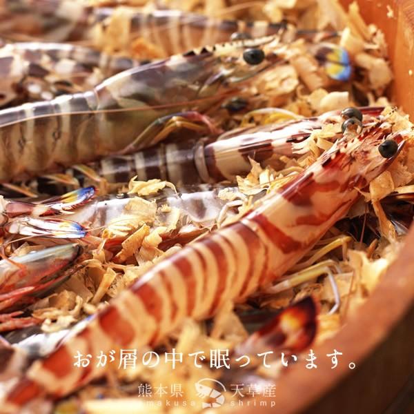 【新えびスタート】車海老 生きたまま クルマエビ 特大 2L 2.5kg(60-70尾) 活車海老 活き 刺身 車えび 熊本県天草［お歳暮 2023 ギフト 御歳暮］ 特大 2L 活車海老