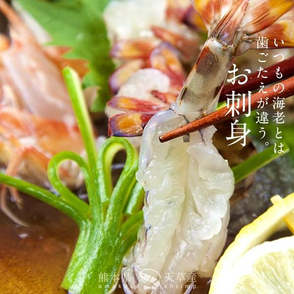 【新えびスタート】車海老 生きたまま クルマエビ 特大 2L 2.5kg(60-70尾) 活車海老 活き 刺身 車えび 熊本県天草［お歳暮 2023 ギフト 御歳暮］ 特大 2L 活車海老