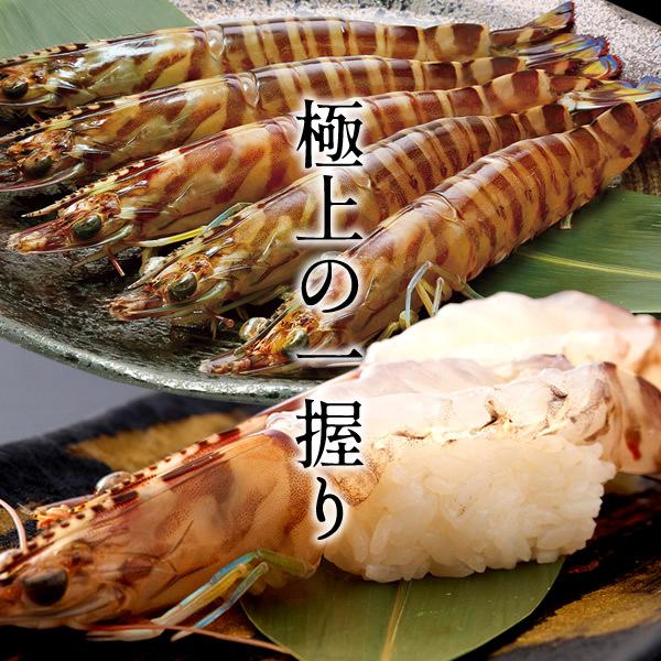 車海老 生きたまま 新物 クルマエビ 250g 特小14 15尾 活車えび 活き 刺身 熊本県天草 おすすめ 高級 養殖場 生産者 産地直送 人気通販 お歳暮 ギフト 30 Kurmaebi Ss250g 食コレ Japan Food 通販 Yahoo ショッピング