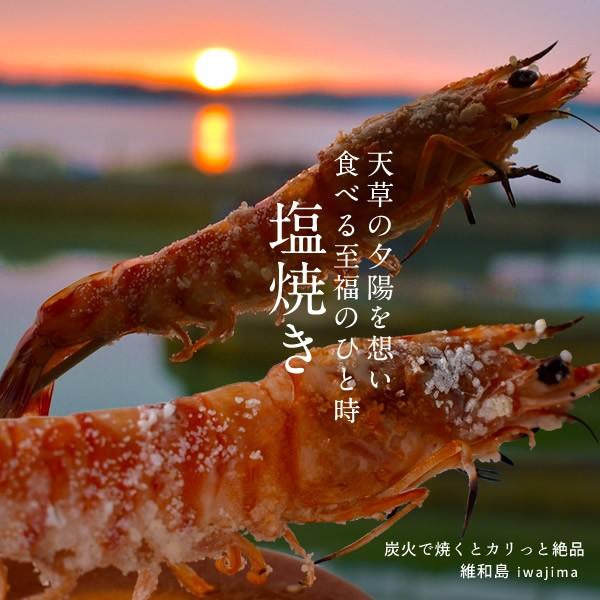 【新えびスタート】車海老 生きたまま クルマエビ 特大 3L 1kg(15-23尾) 活車海老 活き 刺身 車えび 熊本県天草［お歳暮 2023 ギフト 御歳暮］ 特大 3L 活車海老