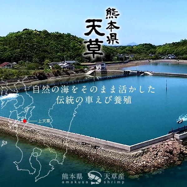 【新えびスタート】車海老 生きたまま クルマエビ 特大 3L 1kg(15-23尾) 活車海老 活き 刺身 車えび 熊本県天草［お歳暮 2023 ギフト 御歳暮］ 特大 3L 活車海老