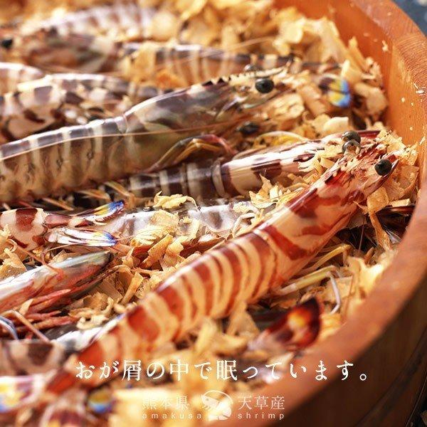車海老 生きたまま 新物 クルマエビ 500g(中15-22尾) 活車えび 活き 刺身 熊本県天草 おすすめ 高級 養殖場 産地直送[父の日 ...