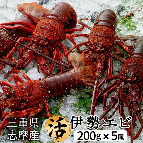 伊勢海老 刺身 生きたまま 約200g×5尾 活伊勢エビ 本場三重県産 いせえび 志摩波切漁港 生簀活魚 産地直送［お歳暮 2023 ギフト 御歳暮］