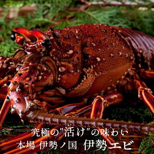 伊勢海老 刺身 生きたまま 約200g×5尾 活伊勢エビ 本場三重県産 いせえび 志摩波切漁港 生簀活魚 産地直送［お歳暮 2023 ギフト 御歳暮］ 活伊勢エビ