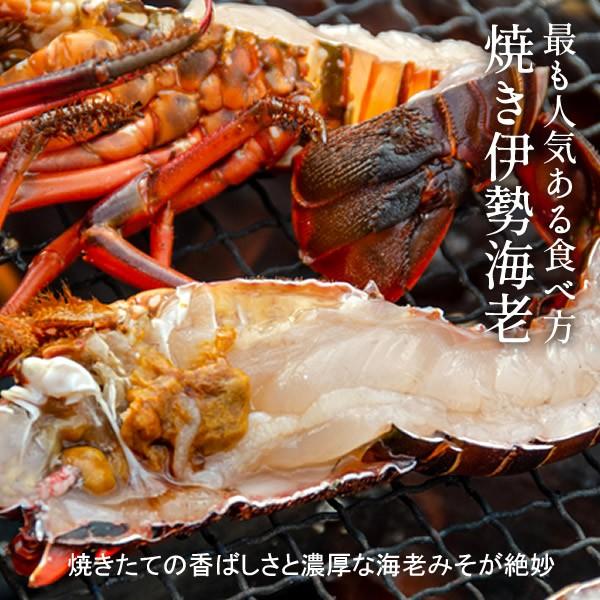 伊勢海老 刺身 生きたまま 約200g×5尾 活伊勢エビ 本場三重県産 いせえび 志摩波切漁港 生簀活魚 産地直送［お歳暮 2023 ギフト 御歳暮］ 活伊勢エビ