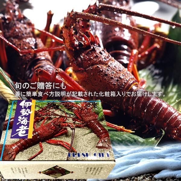 伊勢海老 刺身 生きたまま 約200g×5尾 活伊勢エビ 本場三重県産 いせえび 志摩波切漁港 生簀活魚 産地直送［お歳暮 2023 ギフト 御歳暮］ 活伊勢エビ