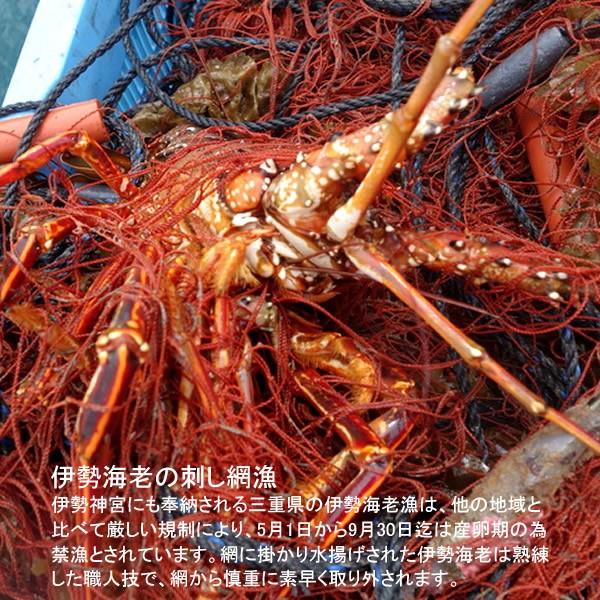 伊勢海老 刺身 生きたまま 約200g×5尾 活伊勢エビ 本場三重県産 いせえび 志摩波切漁港 生簀活魚 産地直送［お歳暮 2023 ギフト 御歳暮］ 活伊勢エビ