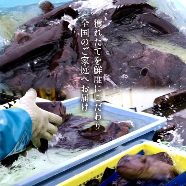 マハタ 海鮮鍋セット エビ ハマグリ付き 三重県尾鷲産 活魚養殖場 幻の高級魚 白身魚の最高峰 まるごと1尾 お中元 ギフト 37 Mahata Nk 食コレ Japan Food 通販 Yahoo ショッピング