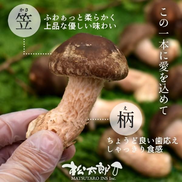 北海道　松茸　300g ③ 松茸 300g」の人気商品一覧 | 安い商品を通販サイトから探す