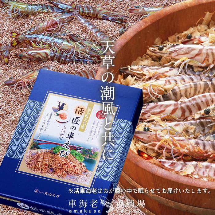 公式店舗 えび 車海老 刺身 活き 大 1kg 約24 32尾 活車えび 熊本県産 上天草 くるまえび 生き クルマエビ 匠の車えび 母の日 ギフト 上質で快適 Www Muslimaidusa Org