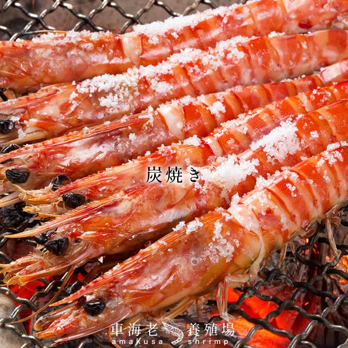 ギフト 天草車海老 冷凍 刺身 生食用 季節 おすすめ 活〆冷凍 特大 2l 6尾 250g 1p熊本県上天草 匠の車エビ 海老 高級 産地直送 贈答品 人気通販 ギフト Eteab Mz Pro Br