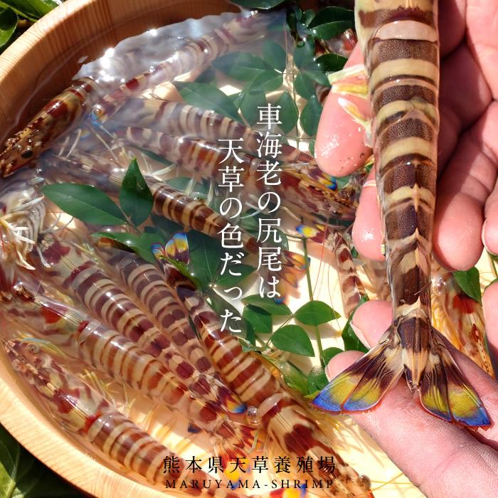 天草車海老 冷凍 刺身 生食用 おせち食材 おすすめ 活〆冷凍 特大 2l 6尾 250g 2p 計12尾熊本県上天草 匠の車エビ 海老 高級 贈答品 お歳暮 ギフト 46 Ebi R2l 食コレ Japan Food 通販 Yahoo ショッピング