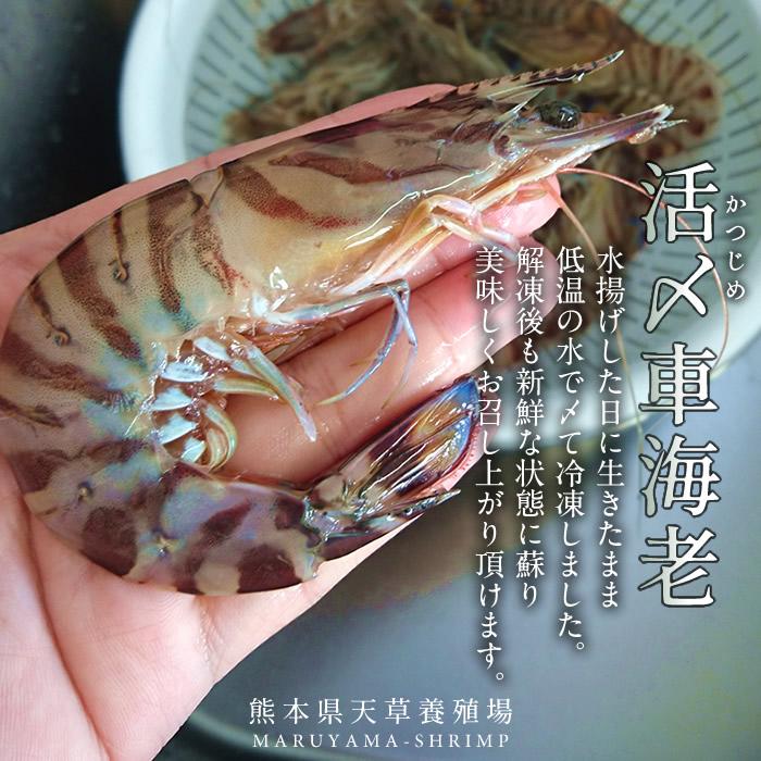 天草車海老 冷凍 刺身 生食用 季節 おすすめ おすすめ 活〆冷凍 S 10尾 250g 2p 計尾熊本県上天草 匠の車エビ 海老 高級 贈答品 人気通販 ギフト 46 Ebi Rs 食コレ Japan Food 通販 Yahoo ショッピング