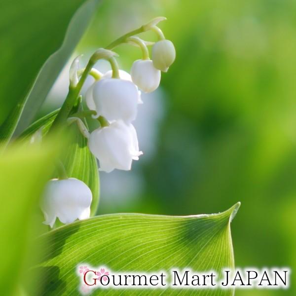 母の日ギフト 2025 鈴蘭 すずらん 鉢植え ラッピング【5月9日〜5 母の日ギフト 2025 鈴蘭 すずらん 鉢植え ラッピング【5月9日〜5