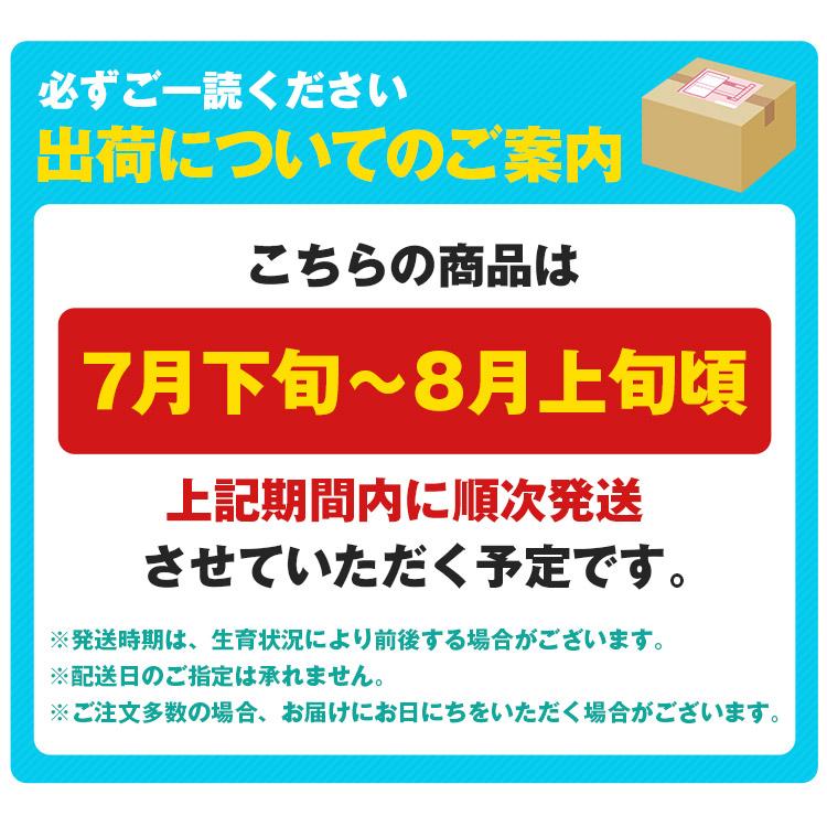 シャインマスカット ニューピオーネ ぶどう 2種 セット 岡山県産 秀品 2房 約1kg 食べ比べ 詰め合わせ 産直 冷蔵便 同梱不可 指定日不可_1