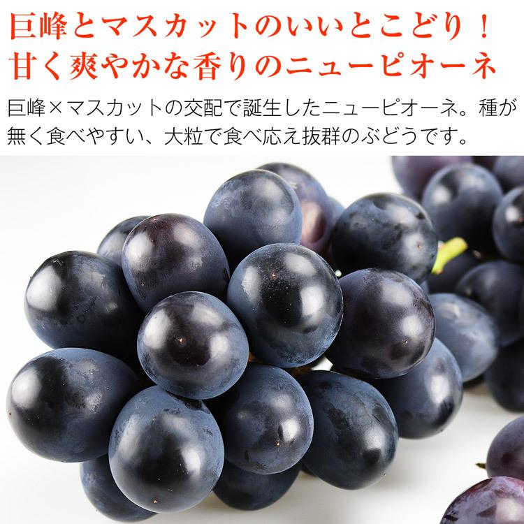 シャインマスカット ニューピオーネ ぶどう 2種 セット 岡山県産 秀品 2房 約1kg 食べ比べ 詰め合わせ 産直 冷蔵便 同梱不可 指定日不可_4