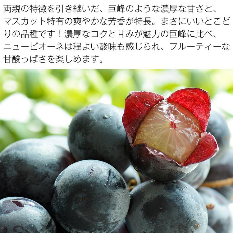 シャインマスカット ニューピオーネ ぶどう 2種 セット 岡山県産 秀品 2房 約1kg 食べ比べ 詰め合わせ 産直 冷蔵便 同梱不可 指定日不可_5