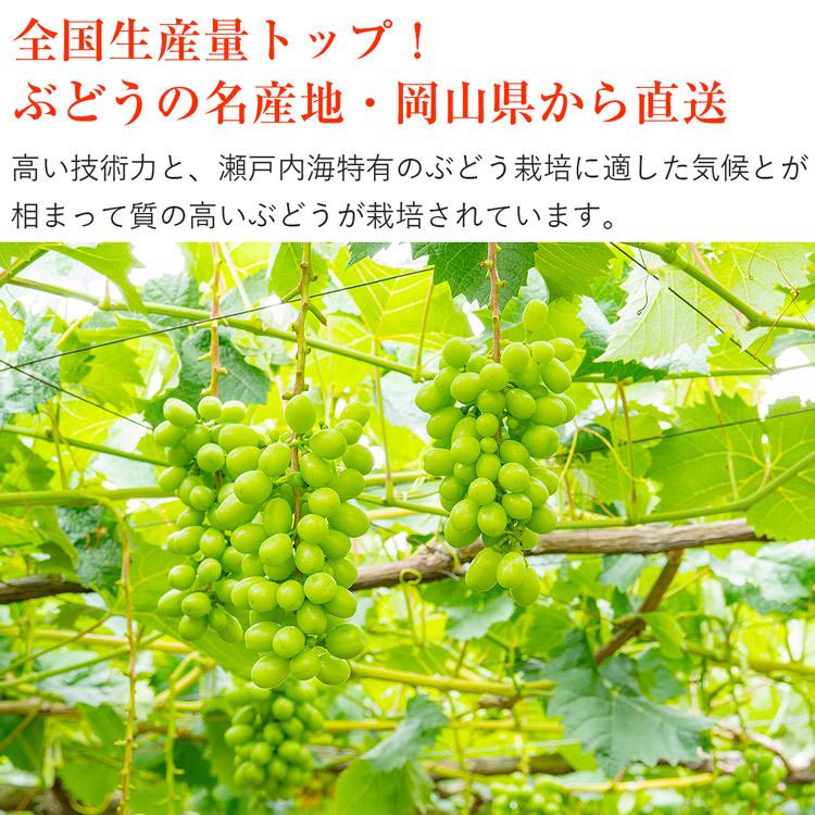 シャインマスカット ニューピオーネ ぶどう 2種 セット 岡山県産 秀品 2房 約1kg 食べ比べ 詰め合わせ 産直 冷蔵便 同梱不可 指定日不可_6