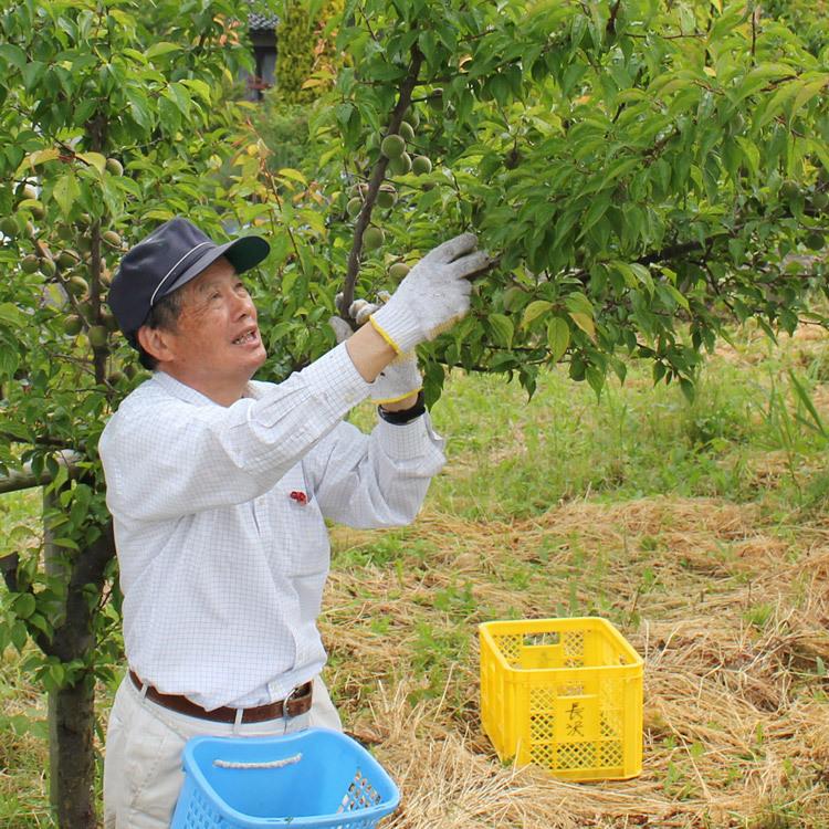 梅干し しそ漬け 稲積梅 1kg 富山 氷見 無添加 無着色 天日塩 富山県固有種 国産 お取り寄せグルメ 常温便 産地直送 同梱不可 指定日不可｜shokutatsu｜08