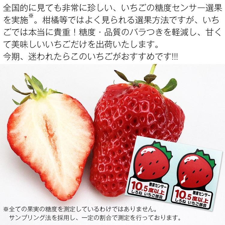 いちご 越後姫 約600g 糖度センサー10.5度以上 約300g×2パック 新潟県 