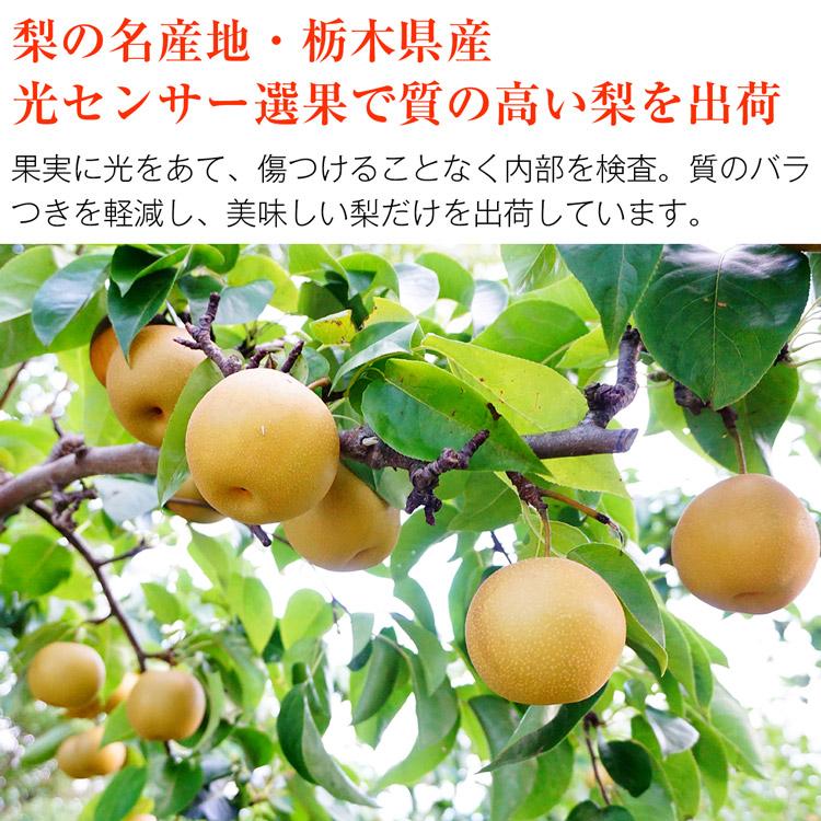 梨 にっこり 超大玉 栃木県産 秀 5〜8玉 1玉約600g程度 5kg箱満杯詰め なし ナシ フルーツ 果物 旬 常温便 同梱不可 指定日不可 :kdm-178:食の達人 お取り寄せグルメ - 通販 - Yahoo!ショッピング 梨 にっこり 超大玉 栃木県産 秀 5〜8玉 1玉約600g程度 5kg箱満杯詰め なし ナシ フルーツ 果物 旬 常温便 同梱不可 指定日不可 :kdm-178:食の達人 お取り寄せグルメ - 通販 - Yahoo!ショッピング