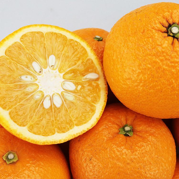 紅甘夏 夏みかん 鹿児島県産 10kg 赤秀 23〜29玉程度 L/2L 紅甘夏 夏みかん 鹿児島県産 10kg 赤秀 23〜29玉程度 L/2L