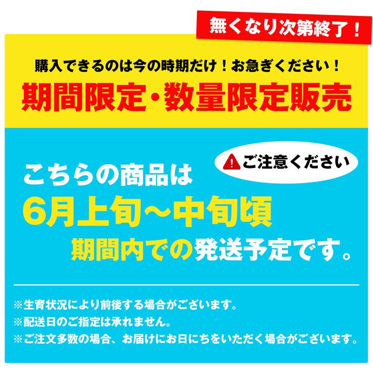 ホワイトアスパラガス 北海道 朝採れ 1kg 食べ比べ ホワイトアスパラ 500g グリーンアスパラ 500g 羊蹄山 産地直送 冷蔵便 同梱不可 指定日不可 産直｜shokutatsu｜02