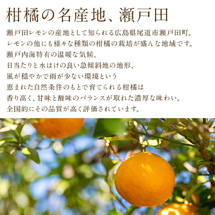 麗紅 れいこう 5kg 広島県産 瀬戸田 みかん 産直 同梱不可 指定日不可