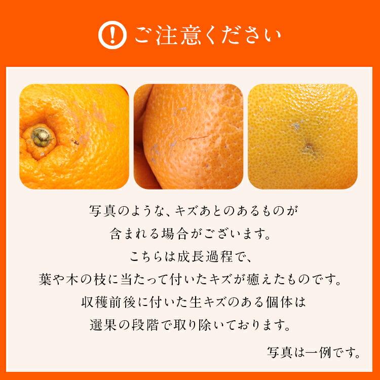 麗紅 れいこう 5kg 広島県産 瀬戸田 みかん 産直 同梱不可 指定日不可