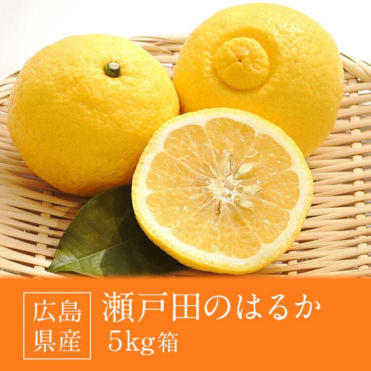 GTちゃんはるか15kg、パール柑、不知火5kg はるか 5kg 広島県産 瀬戸田 みかん 柑橘 産直 同梱不可 指定日不可