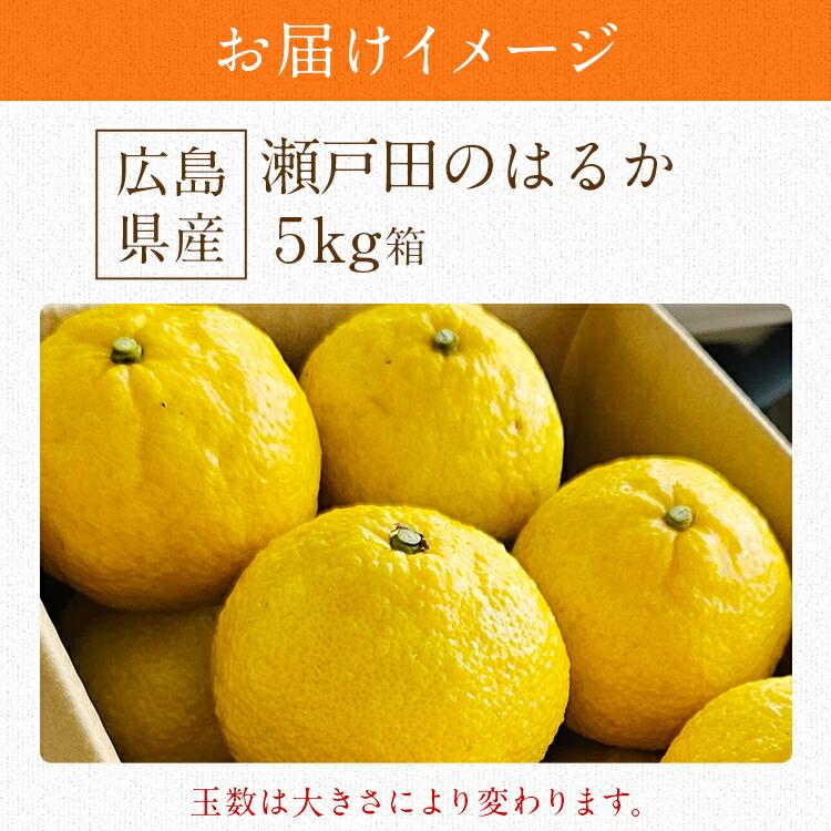 はるか 5kg 広島県産 瀬戸田 みかん 柑橘 産直 同梱不可 指定日不可