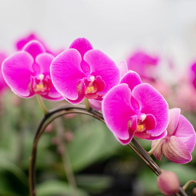 胡蝶蘭 ミディ 2本立 (鉢も付属) 花の色おまかせ 鉢 光芒 月 産地直送 熊本県産 なかがわ農園 五蘭塾 洋蘭 ラン 洋ラン 花 常温便｜shokutatsu｜11